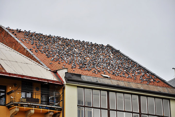 A2B Pest Control are able to install spikes to deter birds from roofs in Burbage. 