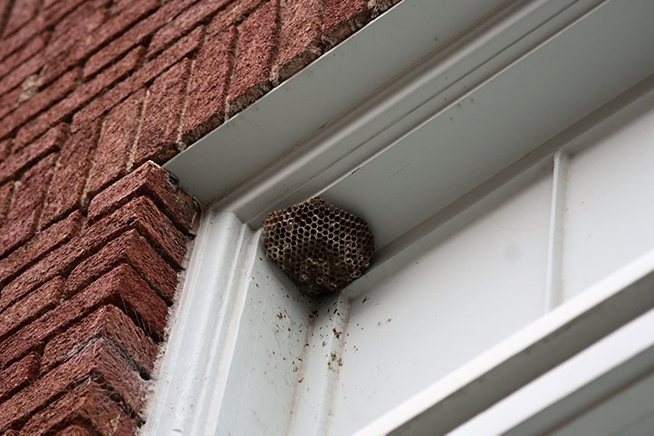 We provide a wasp nest removal service for domestic and commercial properties in Burbage.